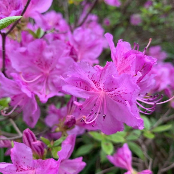 Meet your Posher, Catherine - Picture 4 of 7